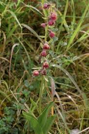 Attēlu rezultāti vaicājumam “Epipactis”