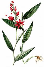 Attēlu rezultāti vaicājumam “Cephalanthera rubra leaf”