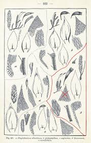 Attēlu rezultāti vaicājumam “Plagiothecium nemorale”