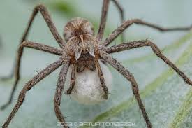 Attēlu rezultāti vaicājumam “Pisaura mirabilis female”