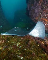 Image result for Bathytoshia brevicaudata