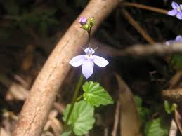 Attēlu rezultāti vaicājumam “Lobeliaceae”