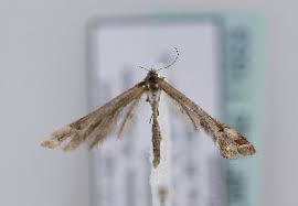 Attēlu rezultāti vaicājumam “Platyptilia tesseradactyla”