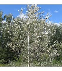 Attēlu rezultāti vaicājumam “Populus alba Nivea”