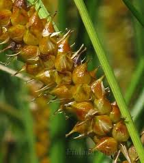 Attēlu rezultāti vaicājumam “Carex rostrata”