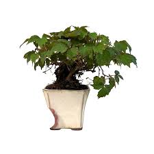 Image result for parthenocissus bonsai
