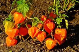 Attēlu rezultāti vaicājumam “Physalis alkekengi”