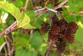 Attēlu rezultāti vaicājumam “Alnus incana female flower”