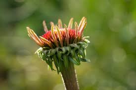Attēlu rezultāti vaicājumam “Echinacea purpurea bud”