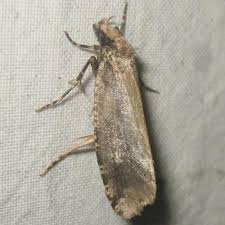 Attēlu rezultāti vaicājumam “Scardia boletella”