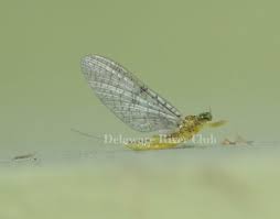 Attēlu rezultāti vaicājumam “Heptagenia sulphurea female”