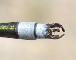 Attēlu rezultāti vaicājumam “Lestes dryas male”