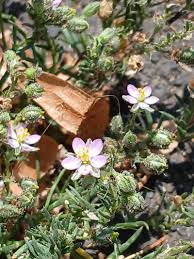 Attēlu rezultāti vaicājumam “Spergularia rubra leaf”