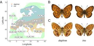 Attēlu rezultāti vaicājumam “Brenthis ino upperside”