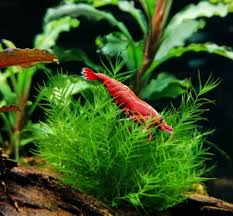 Attēlu rezultāti vaicājumam “Fissidens”