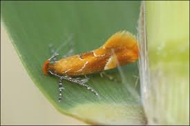 Attēlu rezultāti vaicājumam “Epicallima formosella”