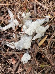 Attēlu rezultāti vaicājumam “Didymium sp.”