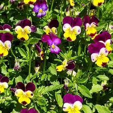 Attēlu rezultāti vaicājumam “Viola x williamsii flower”