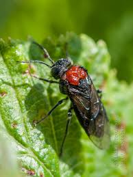 Attēlu rezultāti vaicājumam “Eriocampa ovata”