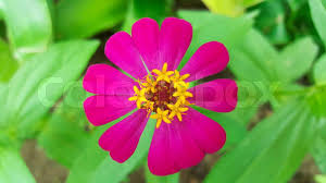 Image result for Zinnia violacea