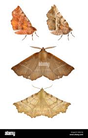 Attēlu rezultāti vaicājumam “Selenia dentaria”