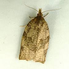 Attēlu rezultāti vaicājumam “Pandemis heparana”