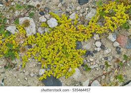Attēlu rezultāti vaicājumam “Herniaria glabra flower”