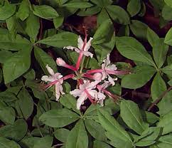 Attēlu rezultāti vaicājumam “Rhododendron periclymenoides flower”