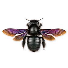 Attēlu rezultāti vaicājumam “Physarum ovisporum sessile”