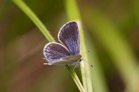 Attēlu rezultāti vaicājumam “Everes argiades male”