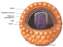 Image result for фотография вируса вич