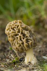 Attēlu rezultāti vaicājumam “Morchella esculenta”