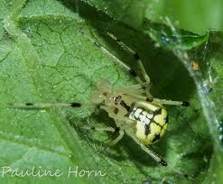 Attēlu rezultāti vaicājumam “Phylloneta sp.”