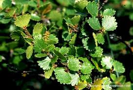 Attēlu rezultāti vaicājumam “Betula nana leaf”