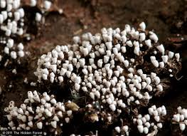 Attēlu rezultāti vaicājumam “Henningsomyces candidus”