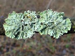 Attēlu rezultāti vaicājumam “Hypogymnia physodes”