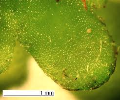 Attēlu rezultāti vaicājumam “Riccardia multifida”