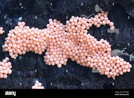 Attēlu rezultāti vaicājumam “Heterotrichia ferruginea (syn. Arcyria ferruginea)”