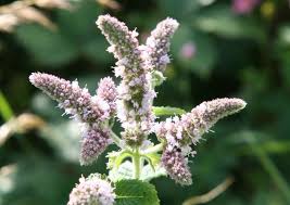 Attēlu rezultāti vaicājumam “Mentha spicata”