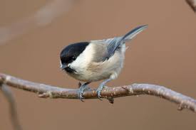 Attēlu rezultāti vaicājumam “Poecile montanus adult”