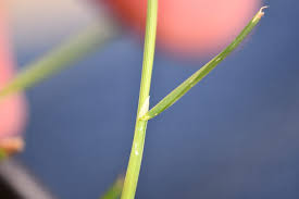 Attēlu rezultāti vaicājumam “Poa palustris leaf”