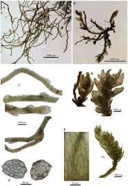 Attēlu rezultāti vaicājumam “Jungermannia sphaerocarpa”