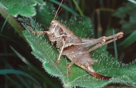 Attēlu rezultāti vaicājumam “Tettigoniodea”