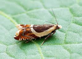 Attēlu rezultāti vaicājumam “Ancylis badiana”