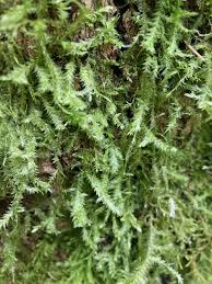 Attēlu rezultāti vaicājumam “Neckera”