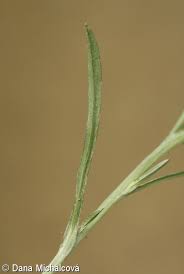 Attēlu rezultāti vaicājumam “Gnaphalium sylvaticum leaf”