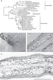 Attēlu rezultāti vaicājumam “Enteridium corticatum”