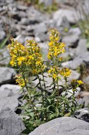Image result for Solidago virgaurea