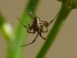 Attēlu rezultāti vaicājumam “Phylloneta sp.”