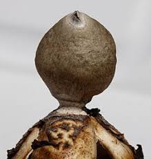 Attēlu rezultāti vaicājumam “Geastrum quadrifidum”